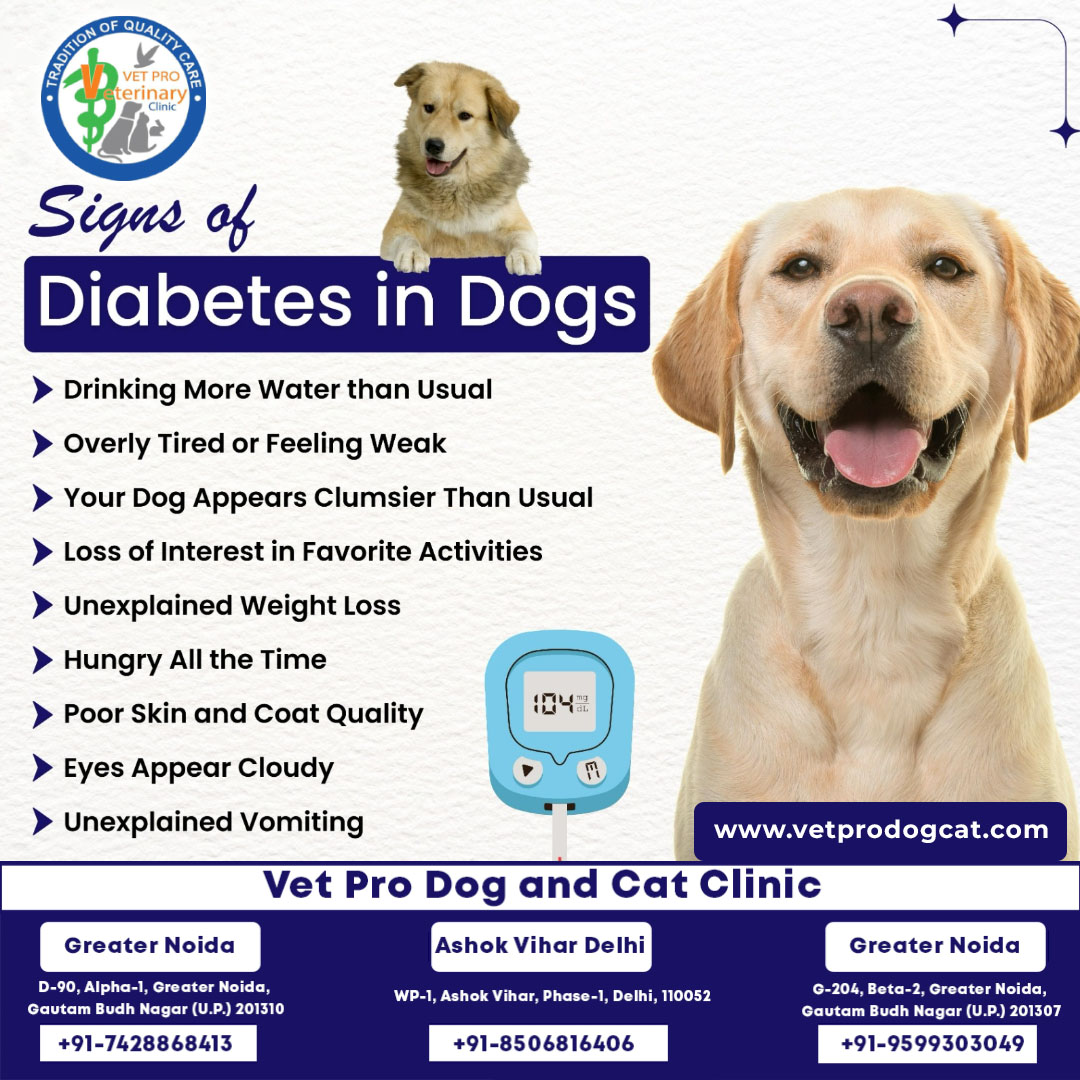 signs of diabetes in dogs